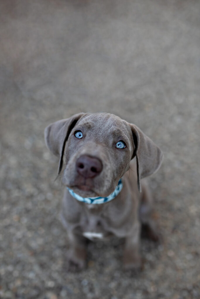 Great Dane Puppy with Blue Eyes